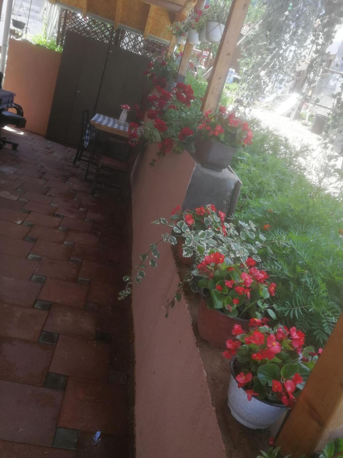 Odmaraliste Vlasko Zdrelo Pirot Kamer foto